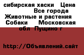 l: сибирская хаски › Цена ­ 10 000 - Все города Животные и растения » Собаки   . Московская обл.,Пущино г.